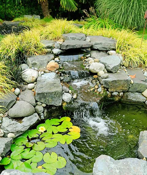 Suncoast Aquarium & Pond Services.