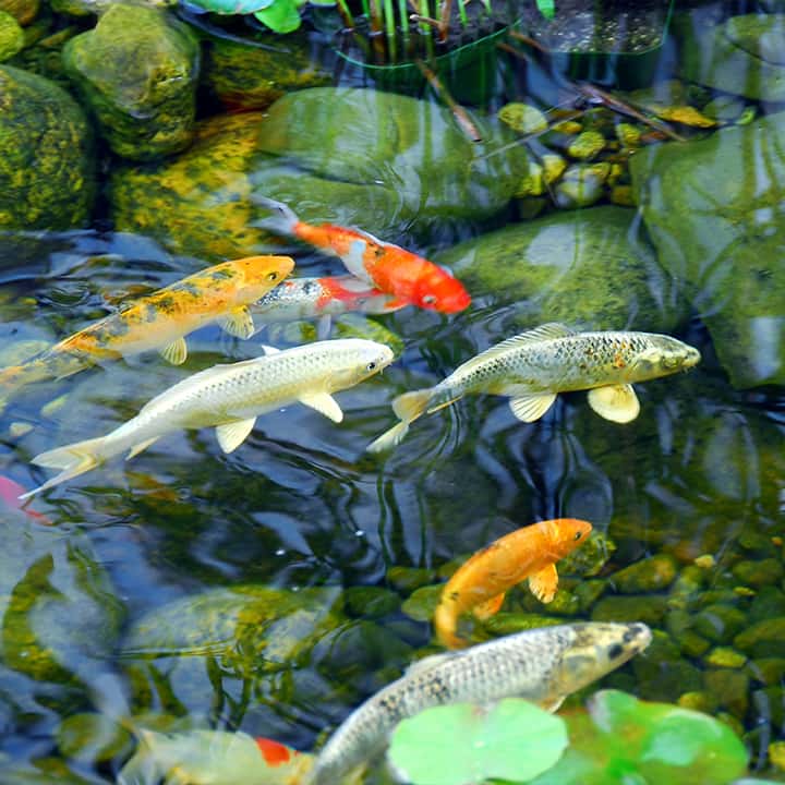 Sarasota Pond Maintenance.